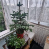 Vanzare apartament 2 camere confort 2 Zarandului Ploiesti thumb 10