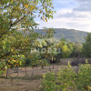 Teren spectaculos cu padure, livada si priveliste panoramica in Soimari PH thumb 7